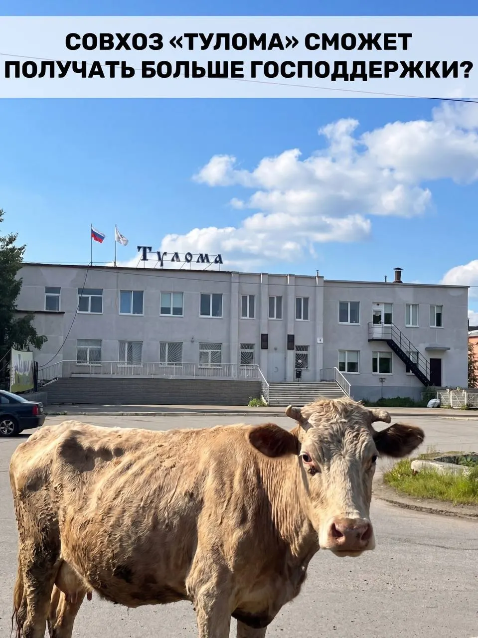 Правила предоставления субсидий для молочного животноводства изменили: теперь поддержку смогут получать хозяйства с долей государства или муниципалитета свыше 25%. Для Мурманской области это существенно, но кризис в совхозе «Тулома» ставит под сомнение своевременность помощи.
