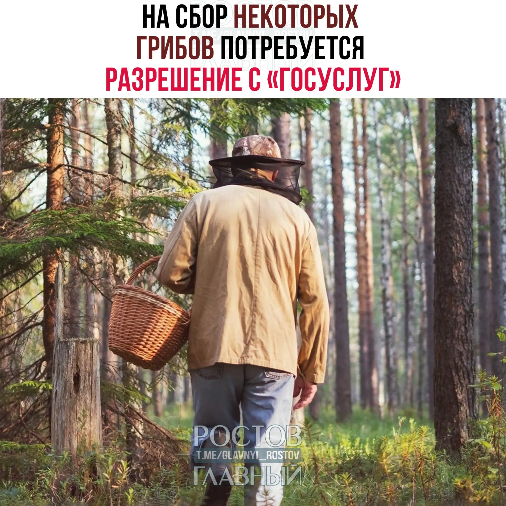 С 1 сентября 2027 года для сбора ряда грибов потребуется электронное разрешение через портал «Госуслуги». Заявки будут рассматриваться до 15 дней; за сбор включённых в Красную книгу видов предусмотрена уголовная ответственность.
