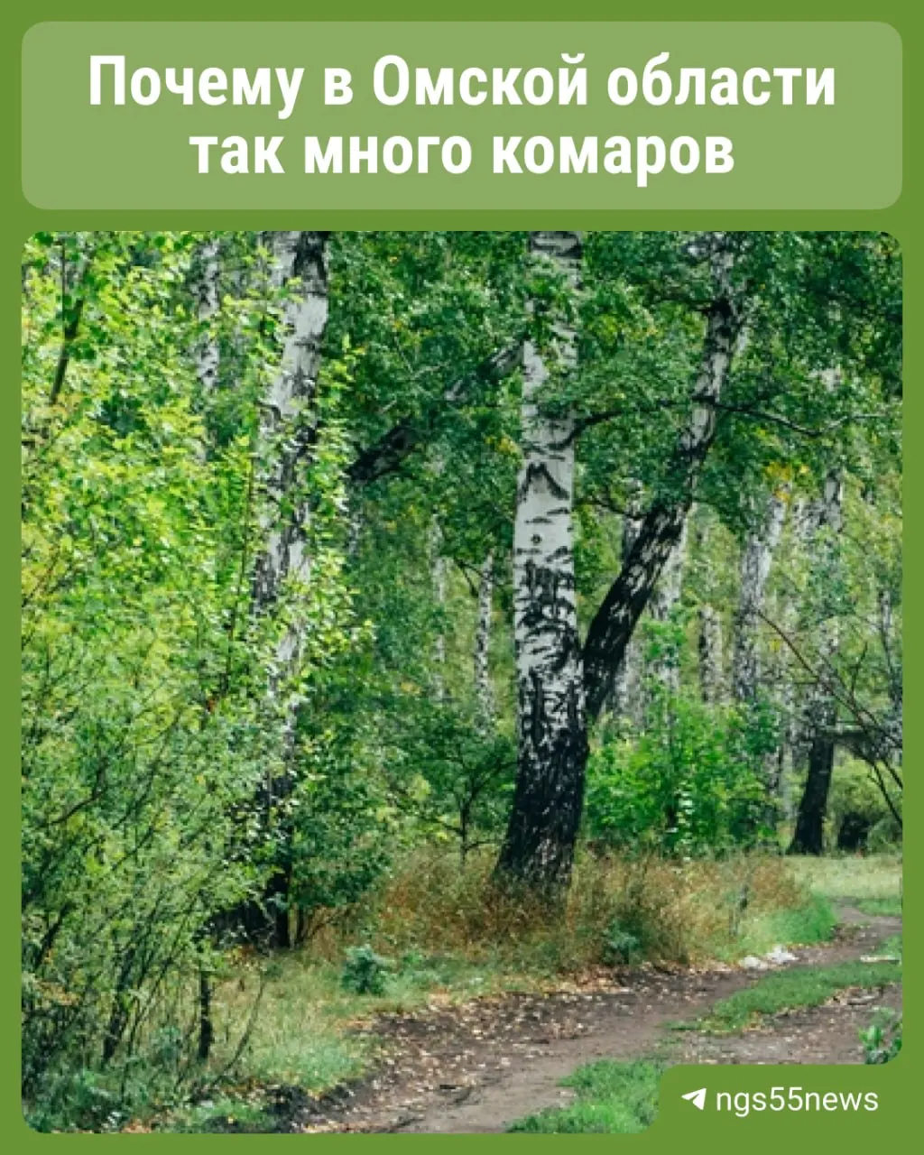 Специалист объясняет: массовое нашествие комаров связано с большим числом личинок в стоячих водоёмах и благоприятной тёплой погодой — для некоторых это ощущается сильнее, но насекомых действительно прибавилось.