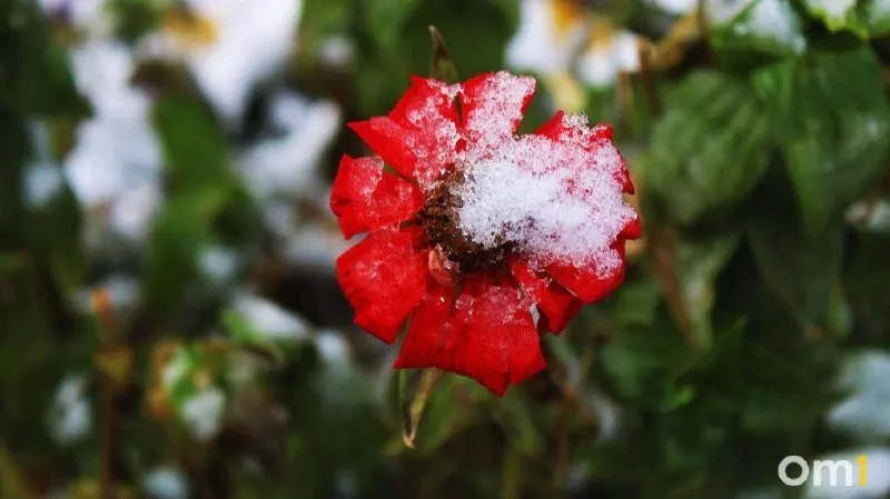 Ночью температура может опуститься до 0…−5 °C. Жителям региона даны номера экстренных служб для обращения в случае ЧС.