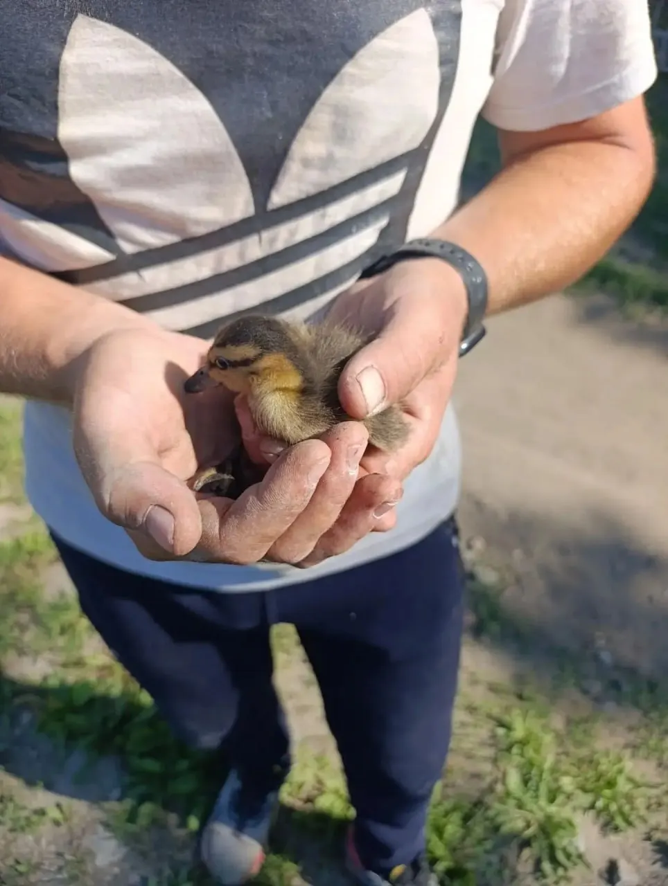 Один утёнок провалился в ливнёвую канализацию на Красном пути — его обнаружили специалисты и вернули на водоём.