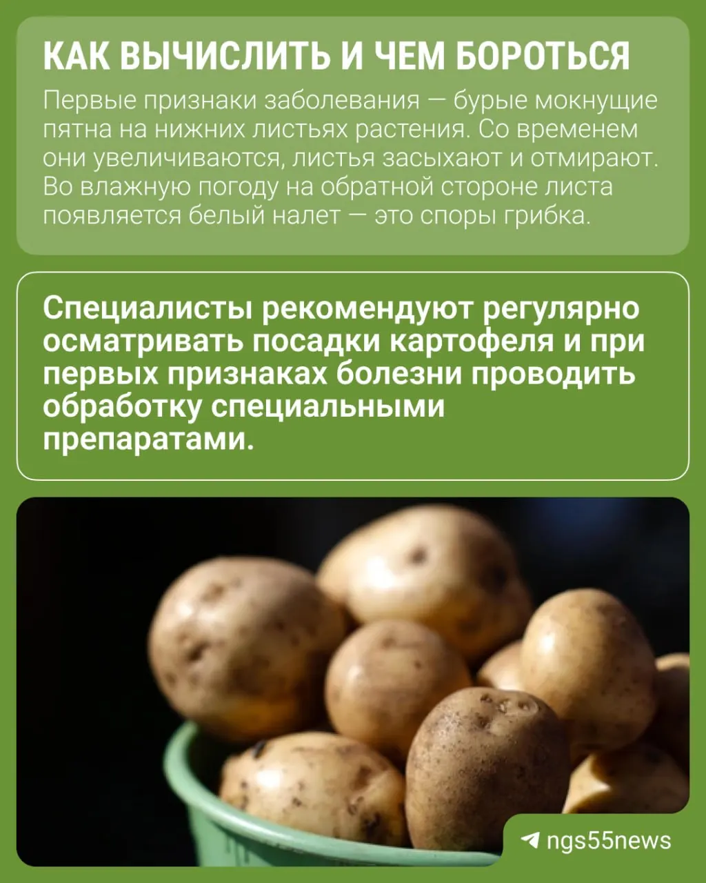Дожди и жара способствовали распространению фитофтороза в регионе. Болезнь угрожает урожаю картофеля — при сильном поражении потери могут превысить 70%. Специалисты советуют меры защиты и профилактики.