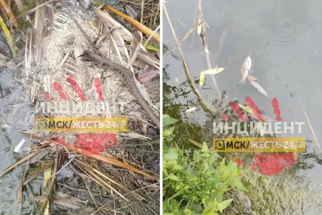 В озере Кирпичка обнаружены мёртвые утки и рыба; вода покрыта маслянистой плёнкой и имеет странный запах. Официальных комментариев пока нет.
