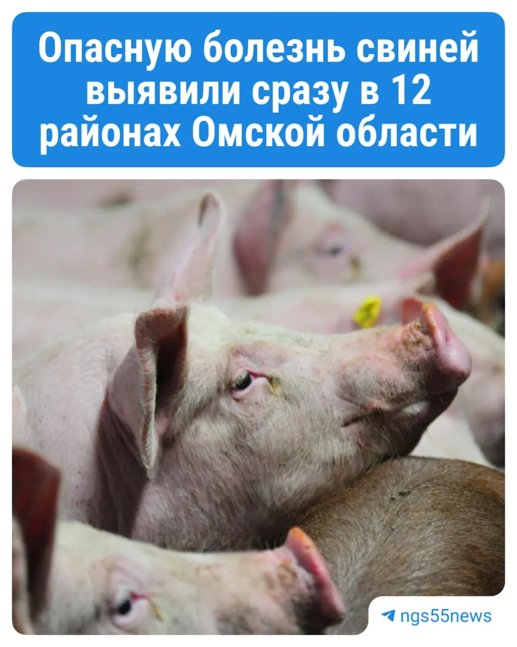 Заражение поголовья свиней зафиксировано в 12 районах Омской области. Введены карантинные мероприятия, владельцам обещаны компенсации.