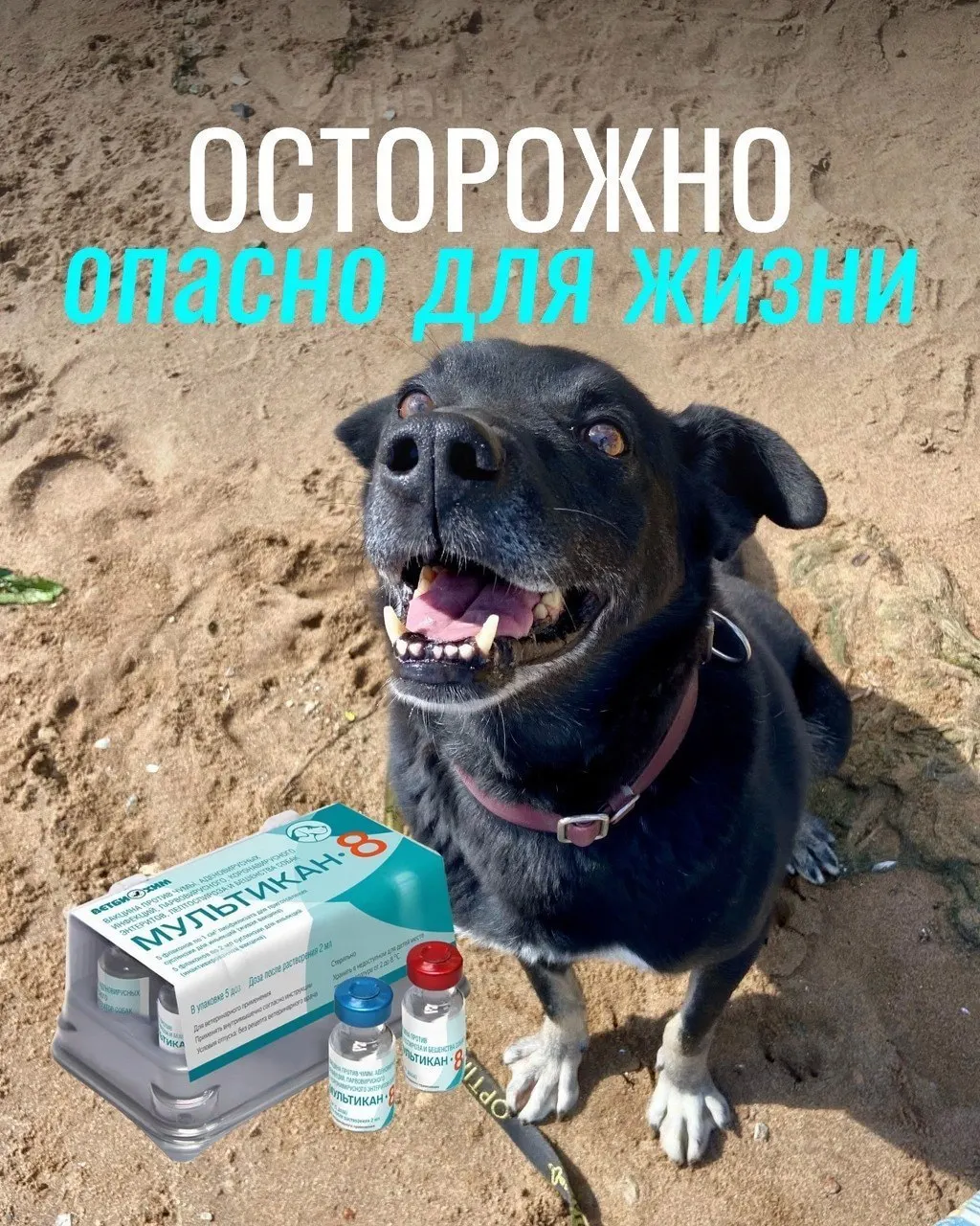 После вакцинации от бешенства у собак появились тяжёлые симптомы, включая судороги и крайне высокая температура; расследование по возможной причинности продолжается.