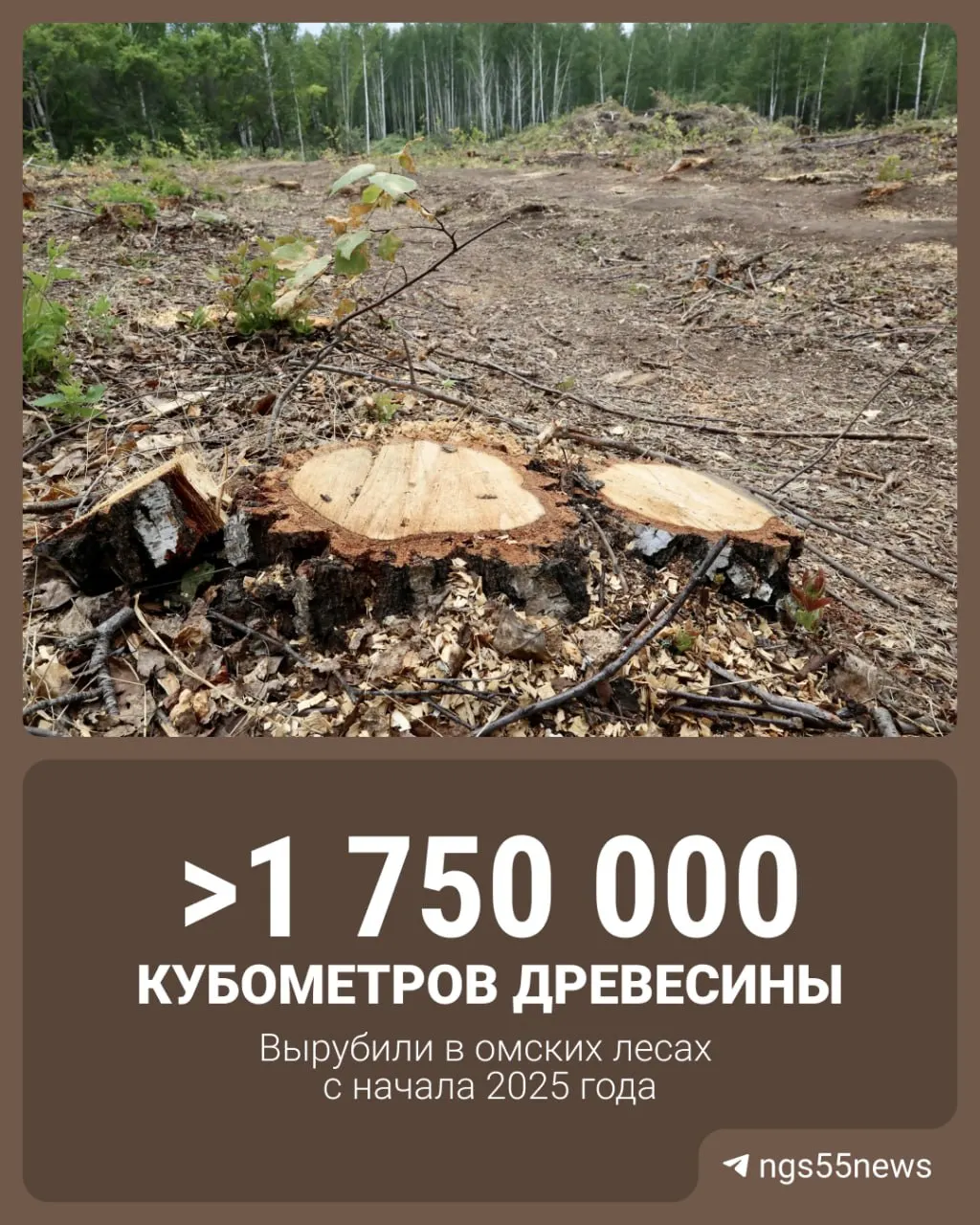 За период заготовки площадь земель под заготовку достигла 14 тысяч гектаров; лидеры по объему — Муромцевский, Тарский и Седельниковский районы; заключено свыше 10,5 тысячи договоров на легальную заготовку.