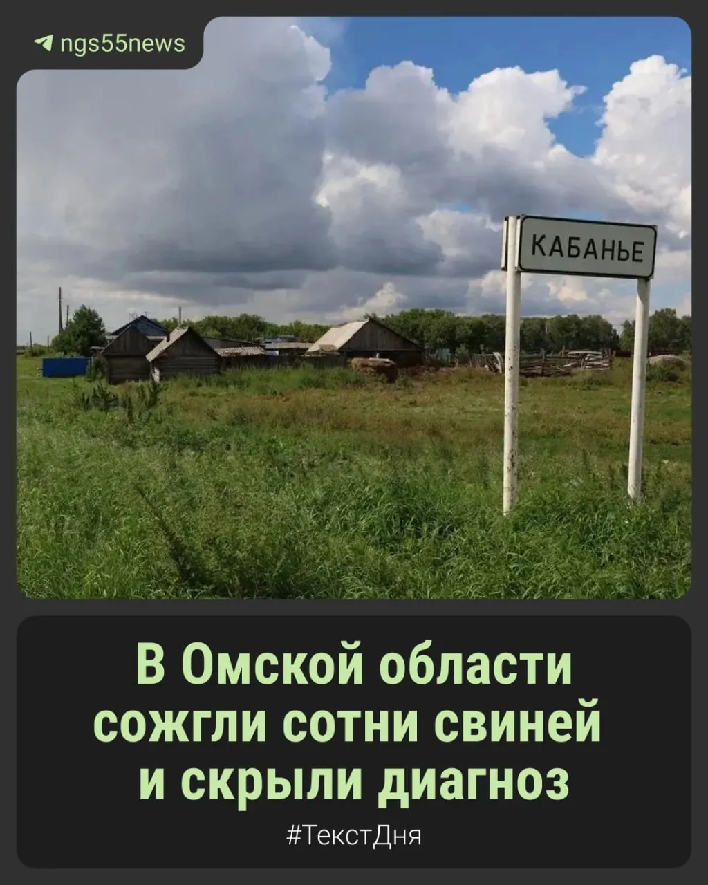 Зараза у свиней коснула 12 районов Омской области, в том числе Калачинский; власти пока не раскрывают диагноз, туши поросят и свиноматок уничтожили.
