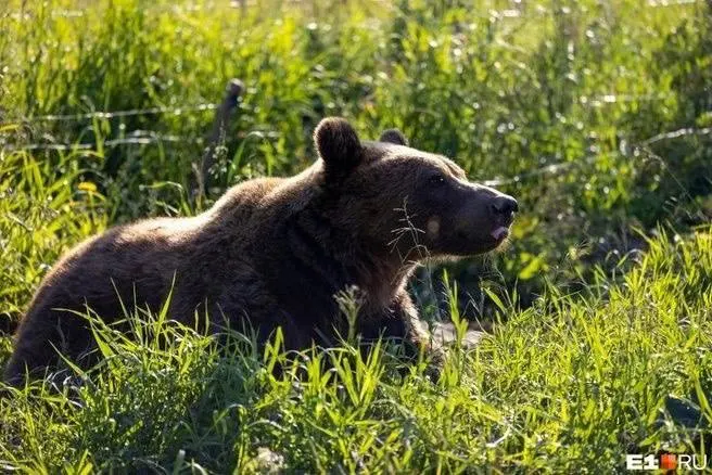После участившихся случаев выхода медведей в населённые пункты региональные власти приняли меры по обеспечению безопасности жителей и оперативному реагированию на обращения граждан.