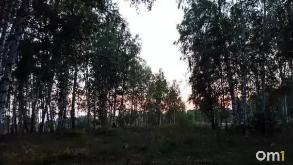 Молодой медведь вышел на дорогу к населенному пункту; зверь ретировался в лес после встречи. В Сибири участились выходы медведей к людям; зафиксированы смертельные нападения в соседних регионах.