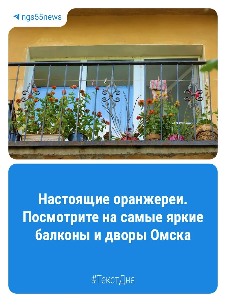 Балконы омских домов становятся яркими садами: петунии, герани и другие растения украшают серые стены.