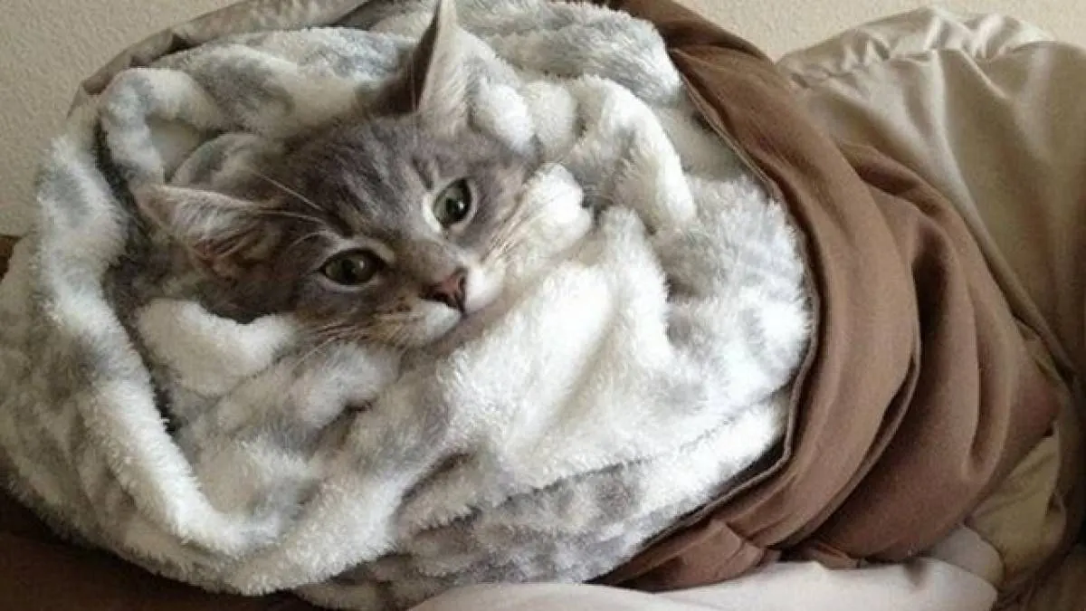 К теплу подключено примерно половина больниц и школ; остальные здания ждут своей очереди, работы продолжаются.