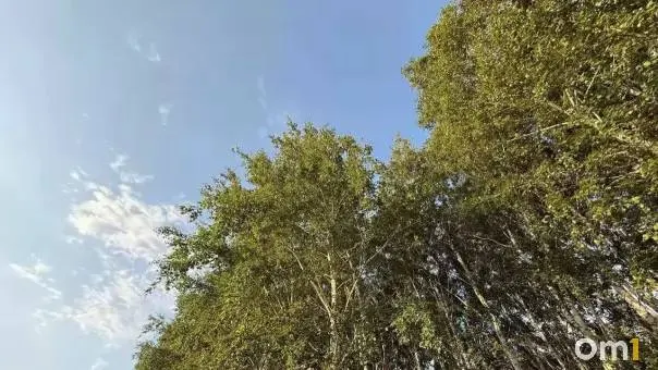 Губернатор принял участие во всероссийском совещании по популяции бурого медведя; региональные службы мониторинга усиливают работу по обеспечению безопасности населения; в регионе проживает свыше двух тысяч особей.