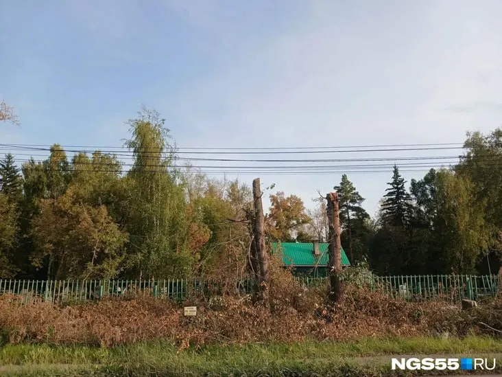 На участке улицы 10 лет Октября в Омске продолжается реконструкция: рабочие спиливают десятки тополей возрастом более 30 лет. Контракт оценивается в 900 млн рублей, подрядчик — АртРемстрой. Работы ведутся с мая, деревья мешают расширению дороги.