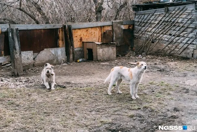 Из-за очагов бешенства введены карантинные зоны в Карасево и Нижнеиртышском; ограничены перемещение животных и проведение мероприятий.