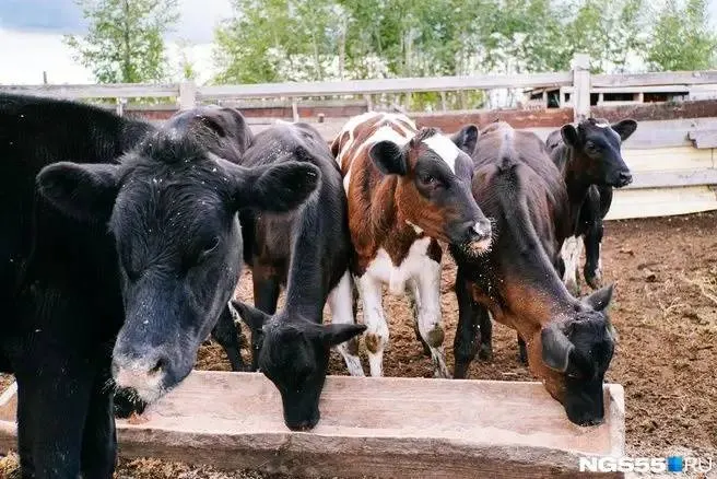 По данным Омскстата на конец июля 2026 года поголовье скота снизилось на 3% по сравнению с прошлым годом; при этом выросли объемы производства молока и яиц, а число свиней увеличилось.