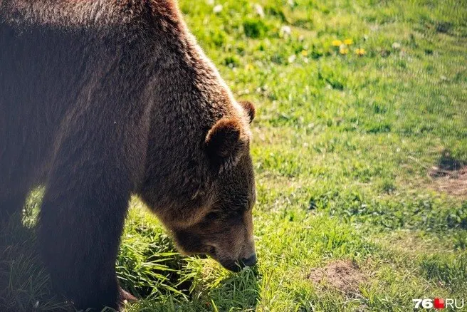 В селе Усть-Ишим зафиксировано три случая нападения хищников на домашних животных. Властям предстоит обеспечить безопасность населения.