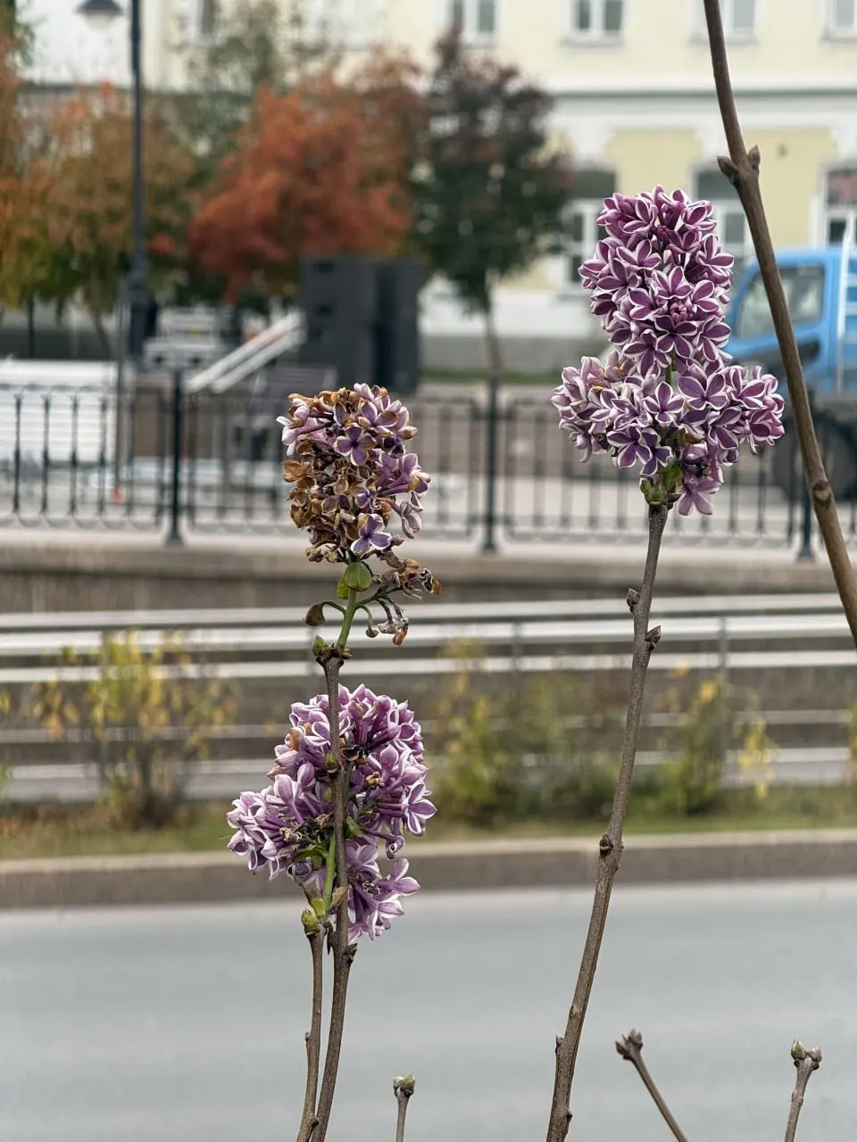 На Любинском проспекте омские жители заметили цветущую сирень в октябре, что необычно для сезона.