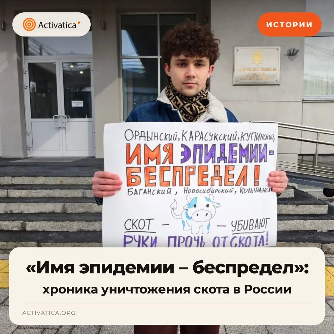 В нескольких регионах Сибири фиксируются случаи изъятия и уничтожения скота под предлогом эпизоотий. Протесты фермеров, аресты и административные меры сопровождают это событие.